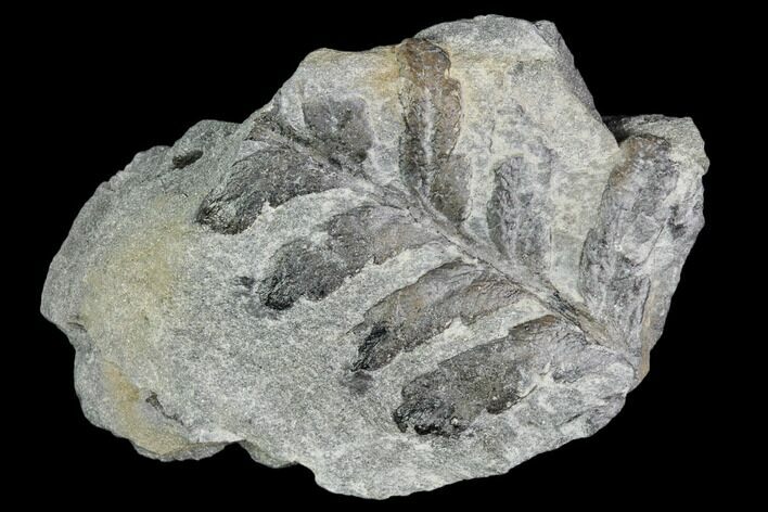 Pennsylvanian Fossil Fern (Neuropteris) - Alabama #112769